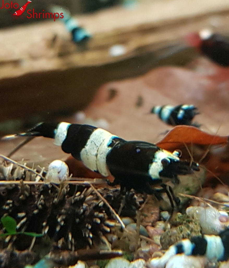 Taiwan Panda